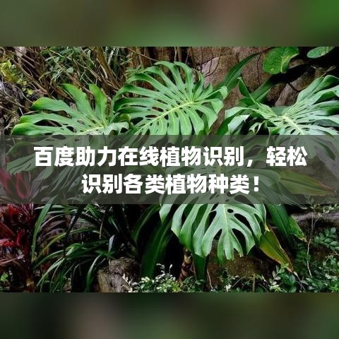 百度助力在線植物識別，輕松識別各類植物種類！
