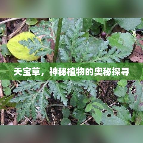 天寶草，神秘植物的奧秘探尋