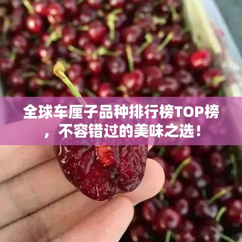 全球車?yán)遄悠贩N排行榜TOP榜，不容錯(cuò)過(guò)的美味之選！