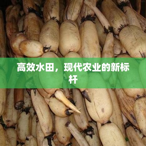 食淡衣粗 第2頁