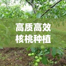 高質(zhì)高效核桃種植技術(shù)揭秘與未來(lái)發(fā)展展望