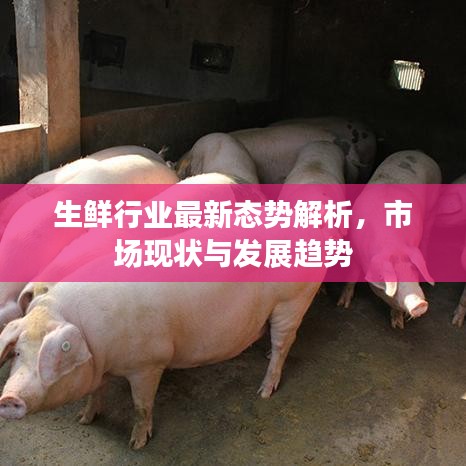 生鮮行業(yè)最新態(tài)勢解析，市場現(xiàn)狀與發(fā)展趨勢