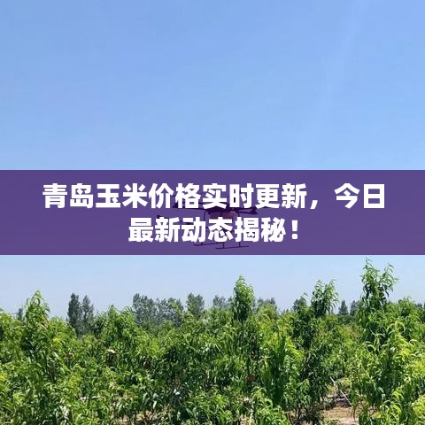 青島玉米價(jià)格實(shí)時(shí)更新，今日最新動(dòng)態(tài)揭秘！